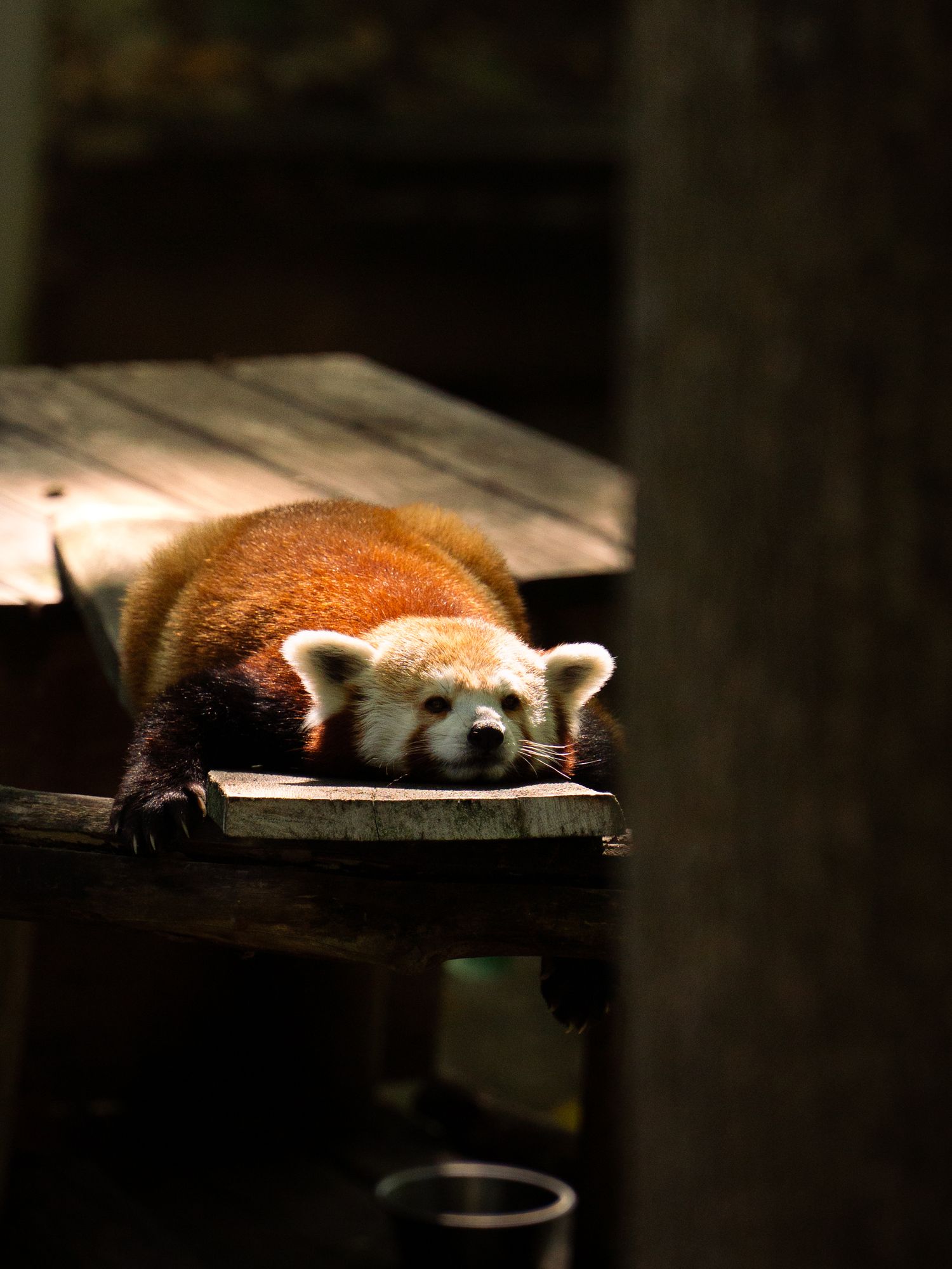 Red Panda bathing in the sunlight during a nap, John Ball Zoo, Grand Rapids MI, 8/29/25