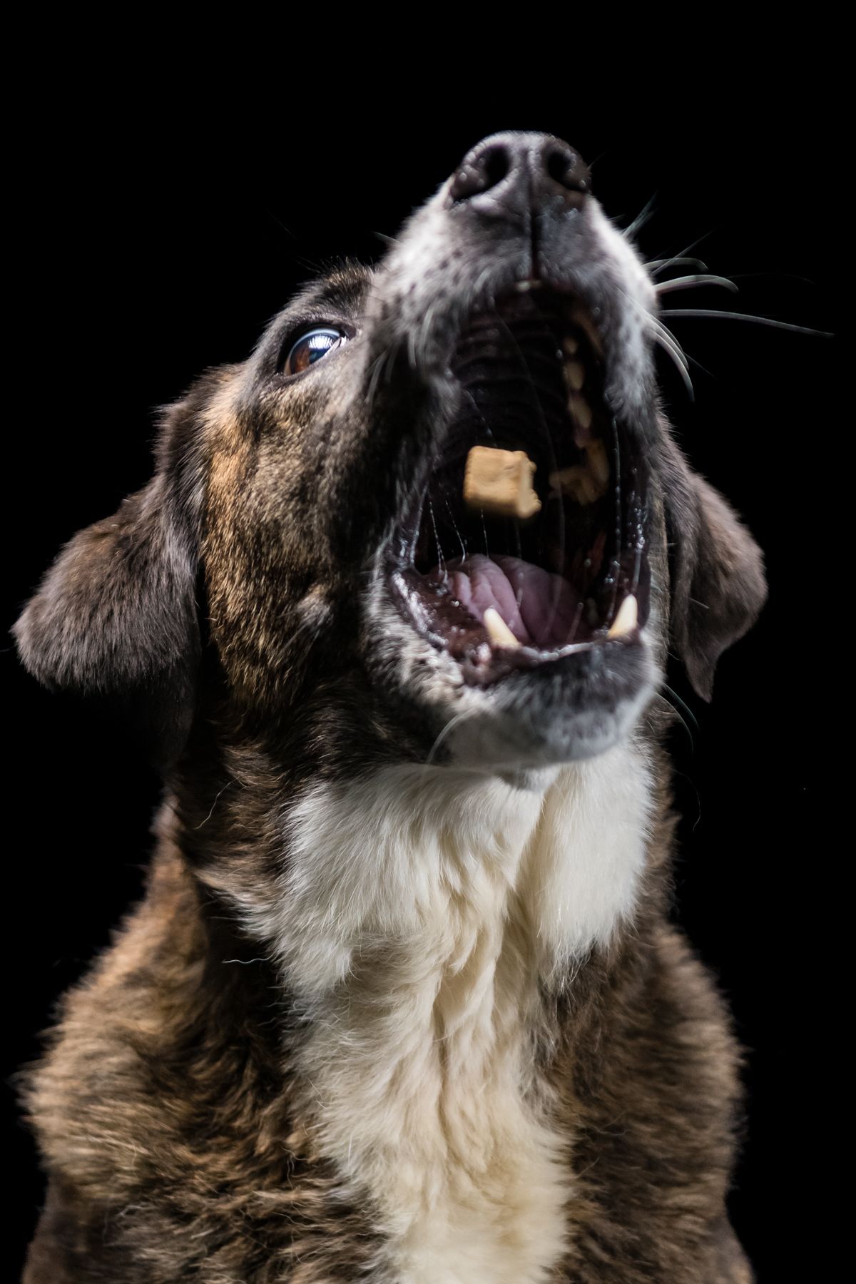 Brindle dog catching a treat mid-air with mouth wide open against a black studio background.