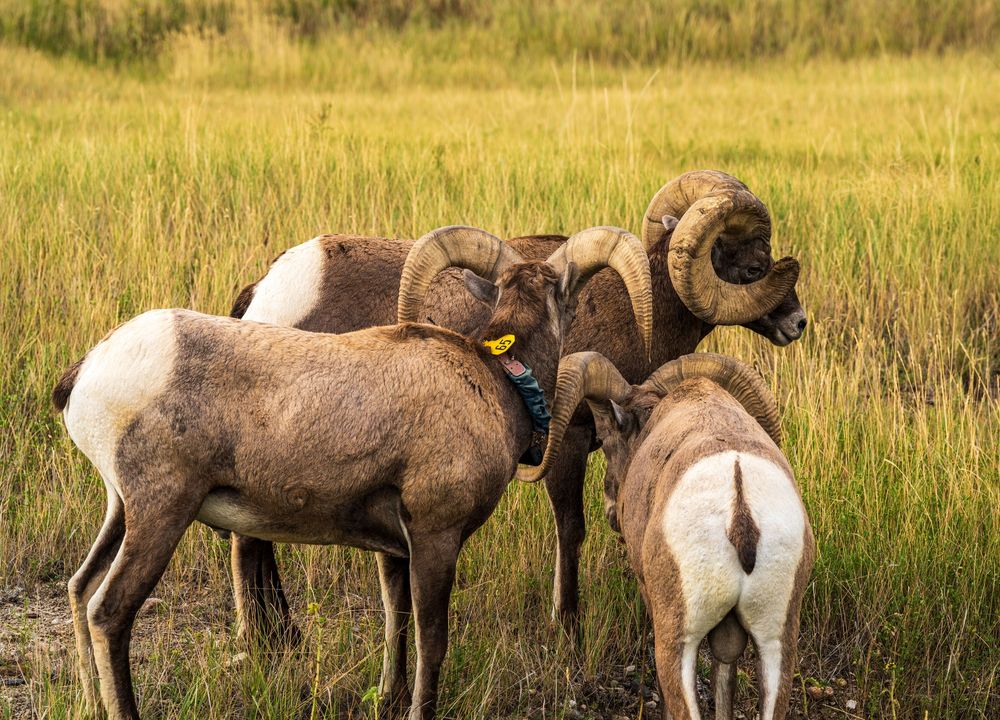 big horn sheep badlands