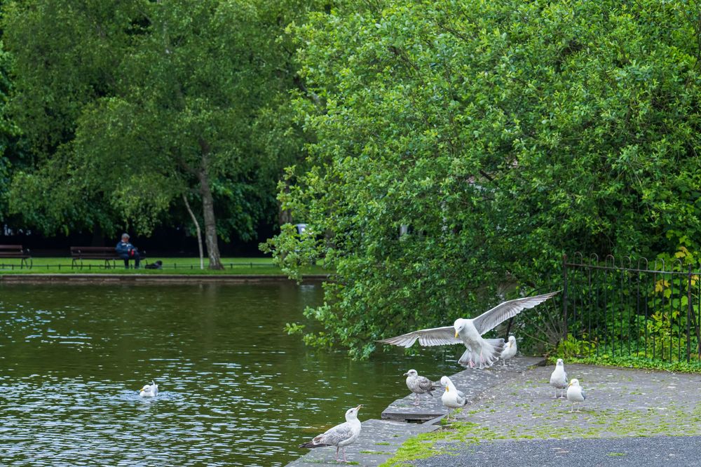 white birds in an Ireland park