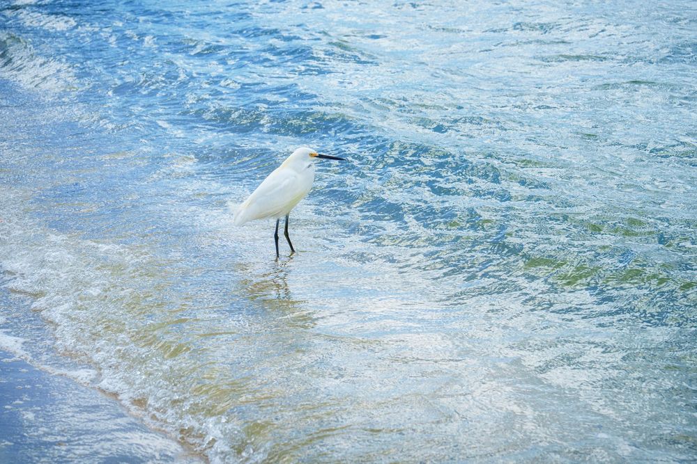 white ibis standing in Florida ocean