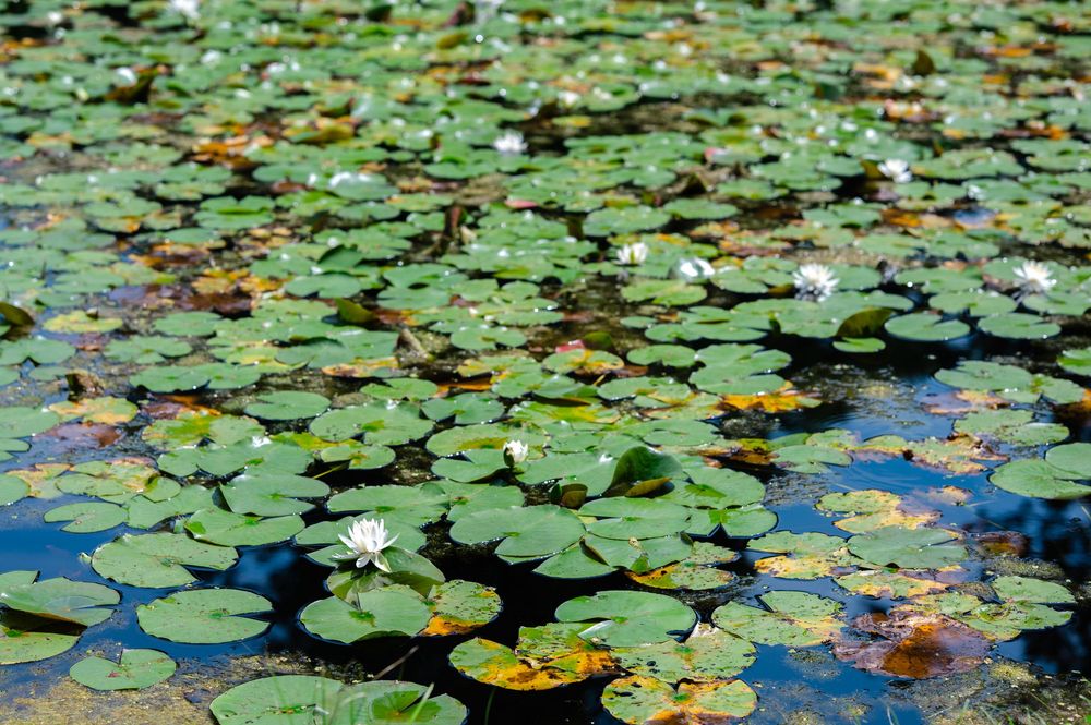 Lily pads and white water lilies floating on a calm pond with green and yellow leaves covering the water surface.