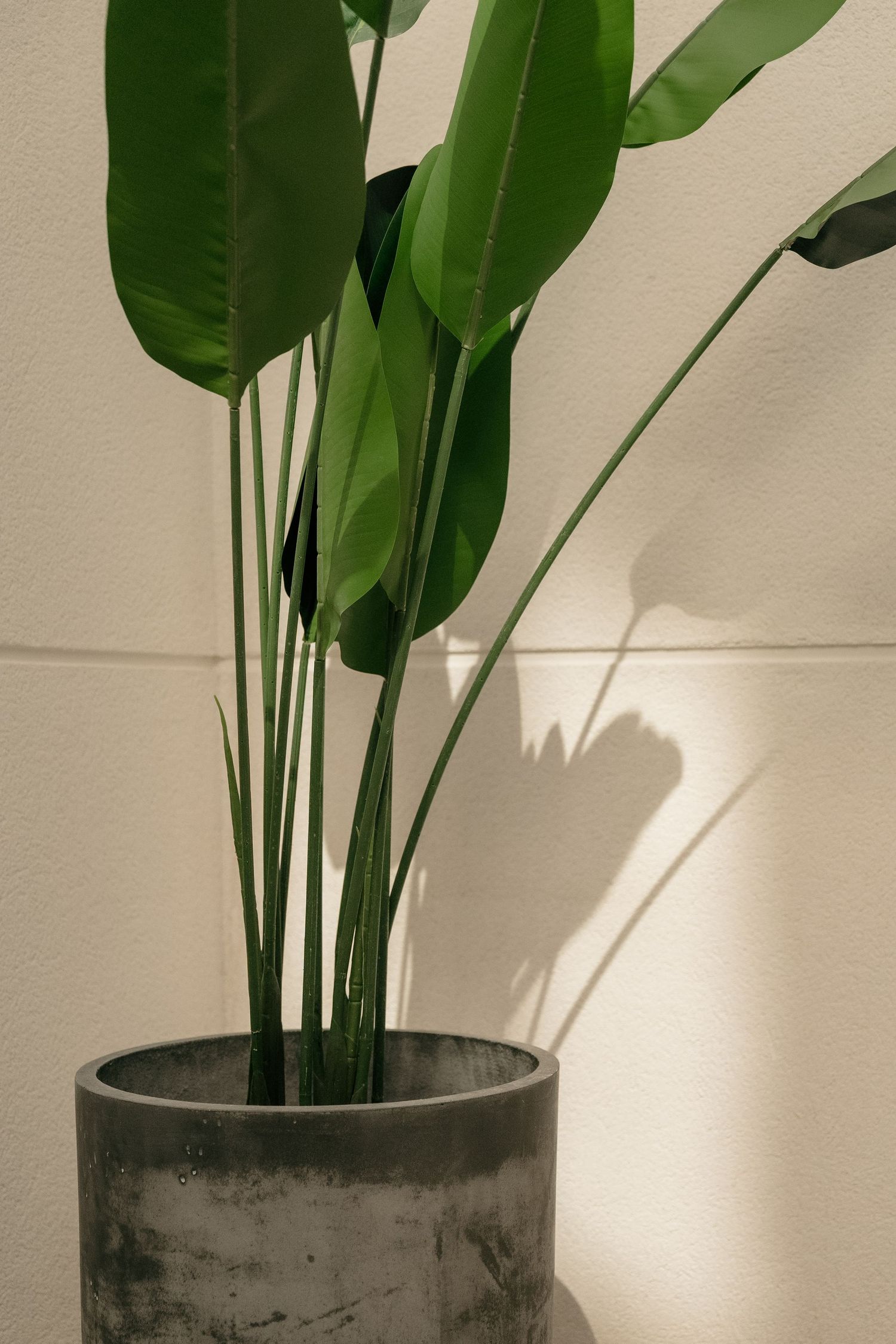 foto aesthetic de planta con bonita luz - fotógrafo de interiores