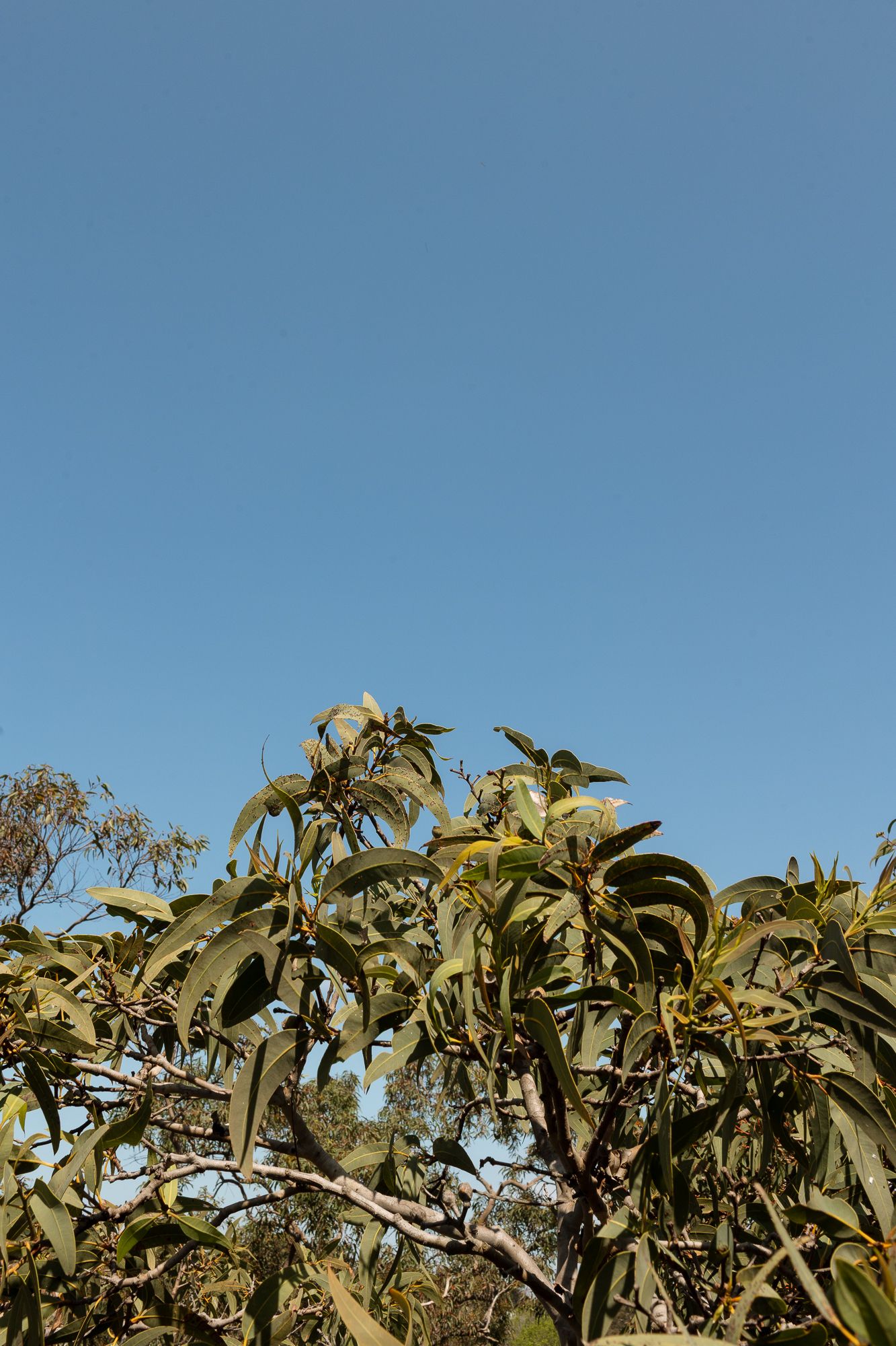 Green leafy tree branches against a clear blue sky on a sunny day.
