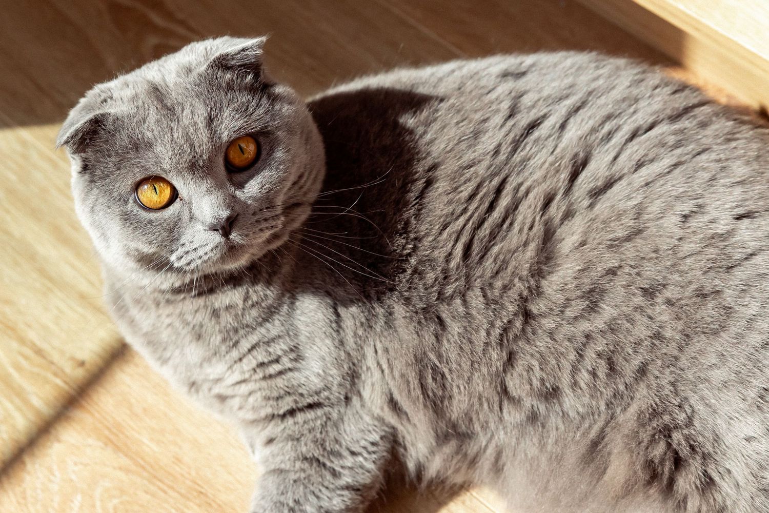 A gray Scottish Fold cat with bright orange eyes sitting on a wooden floor in sunlight.