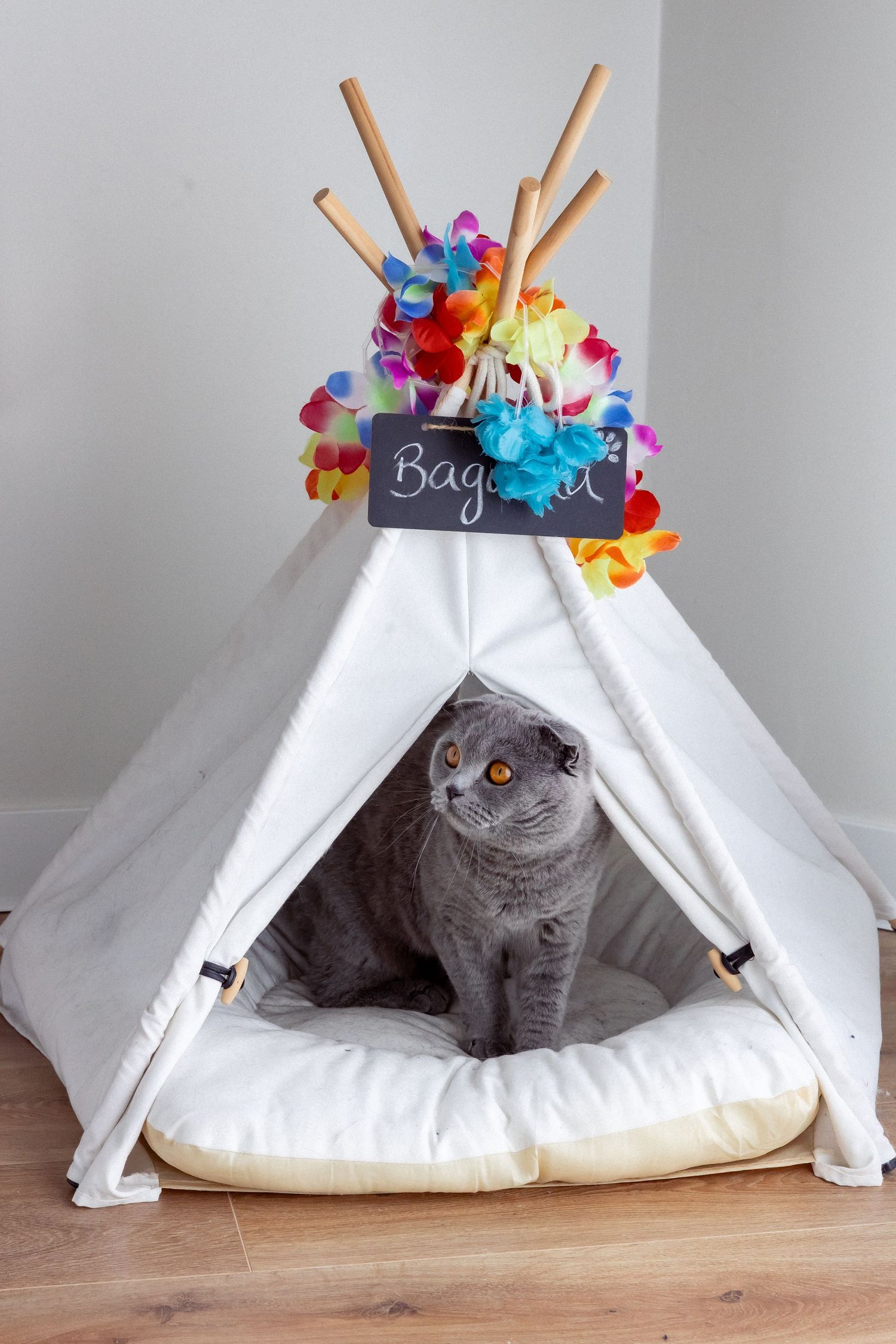 Gray Scottish Fold cat sitting inside a white teepee pet tent decorated with colorful flowers and a chalkboard sign.