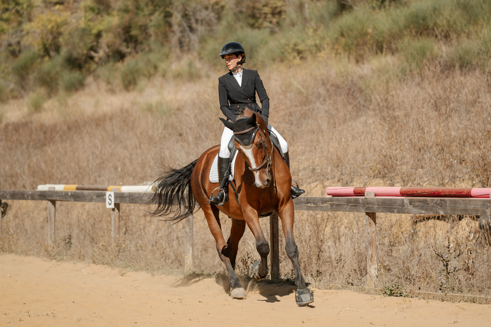 Photo couple cavalier cheval en concours