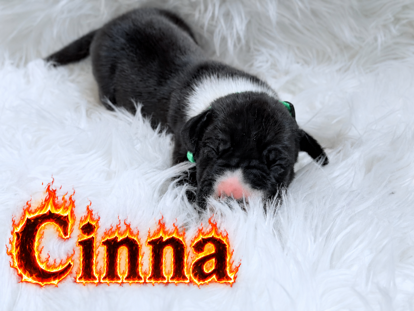 Black and white newborn puppy named Cinna resting on a fluffy white blanket with a fiery text logo.