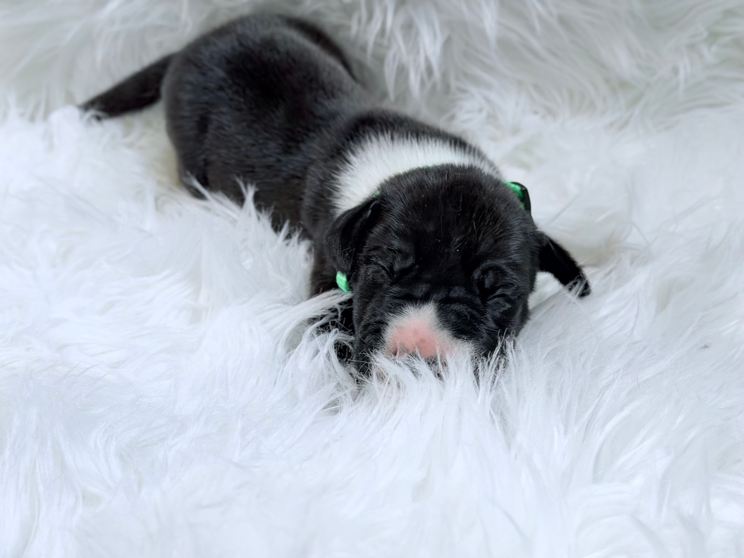 Tiny black and white newborn puppy sleeping on a fluffy white fur blanket with a green collar tag.