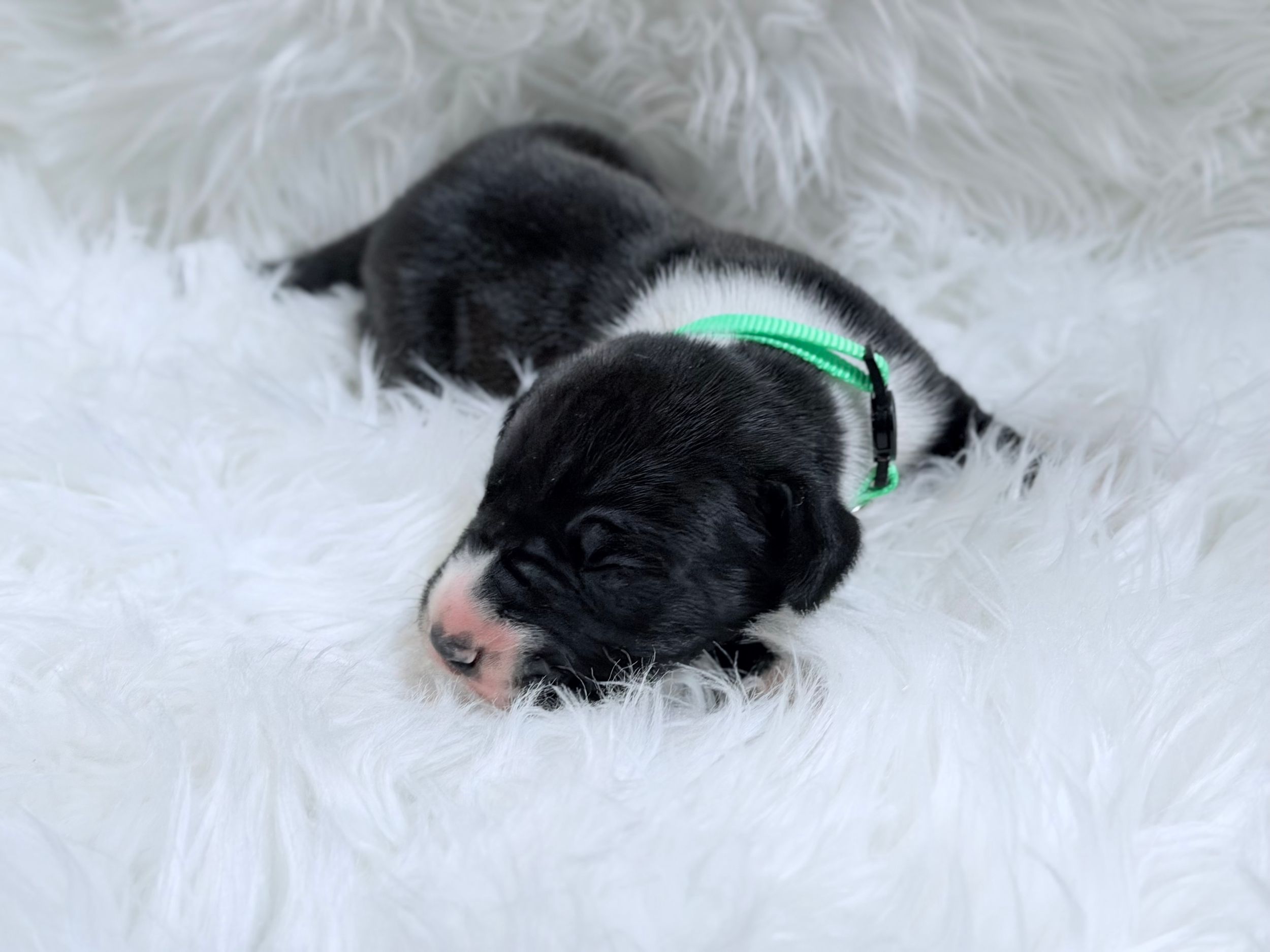 Tiny black and white newborn puppy with green collar sleeping on fluffy white fur blanket.