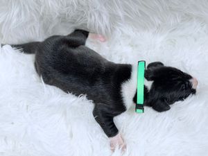Newborn black puppy with green collar sleeping on white fluffy blanket.