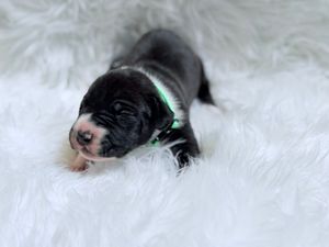 Tiny black and white newborn puppy with green collar resting on fluffy white fur blanket.