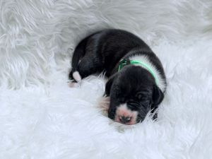 Tiny newborn black and white puppy sleeping on a fluffy white blanket wearing a green collar.