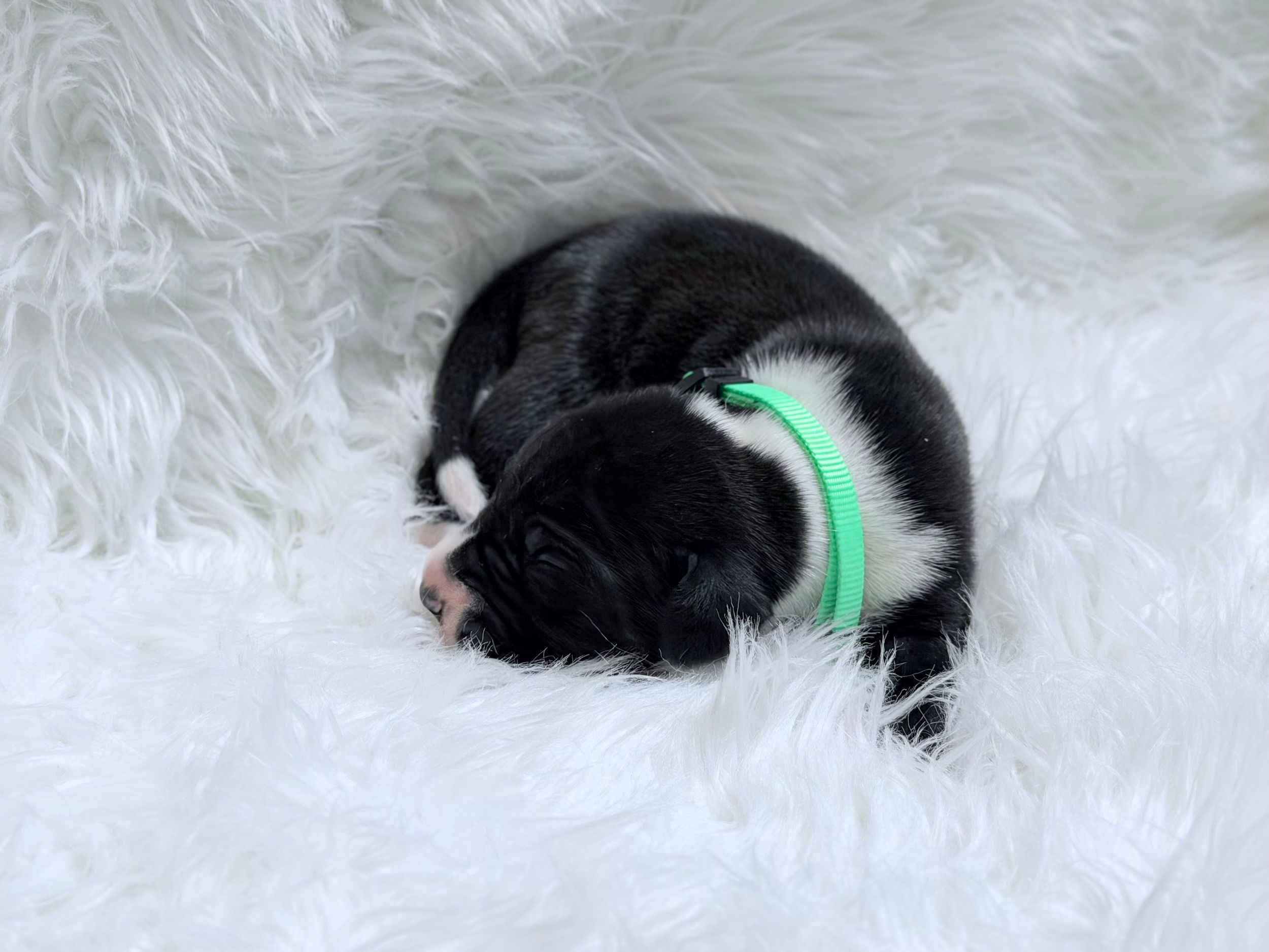 Tiny black and white newborn puppy sleeping curled up on white fluffy blanket wearing a green collar.