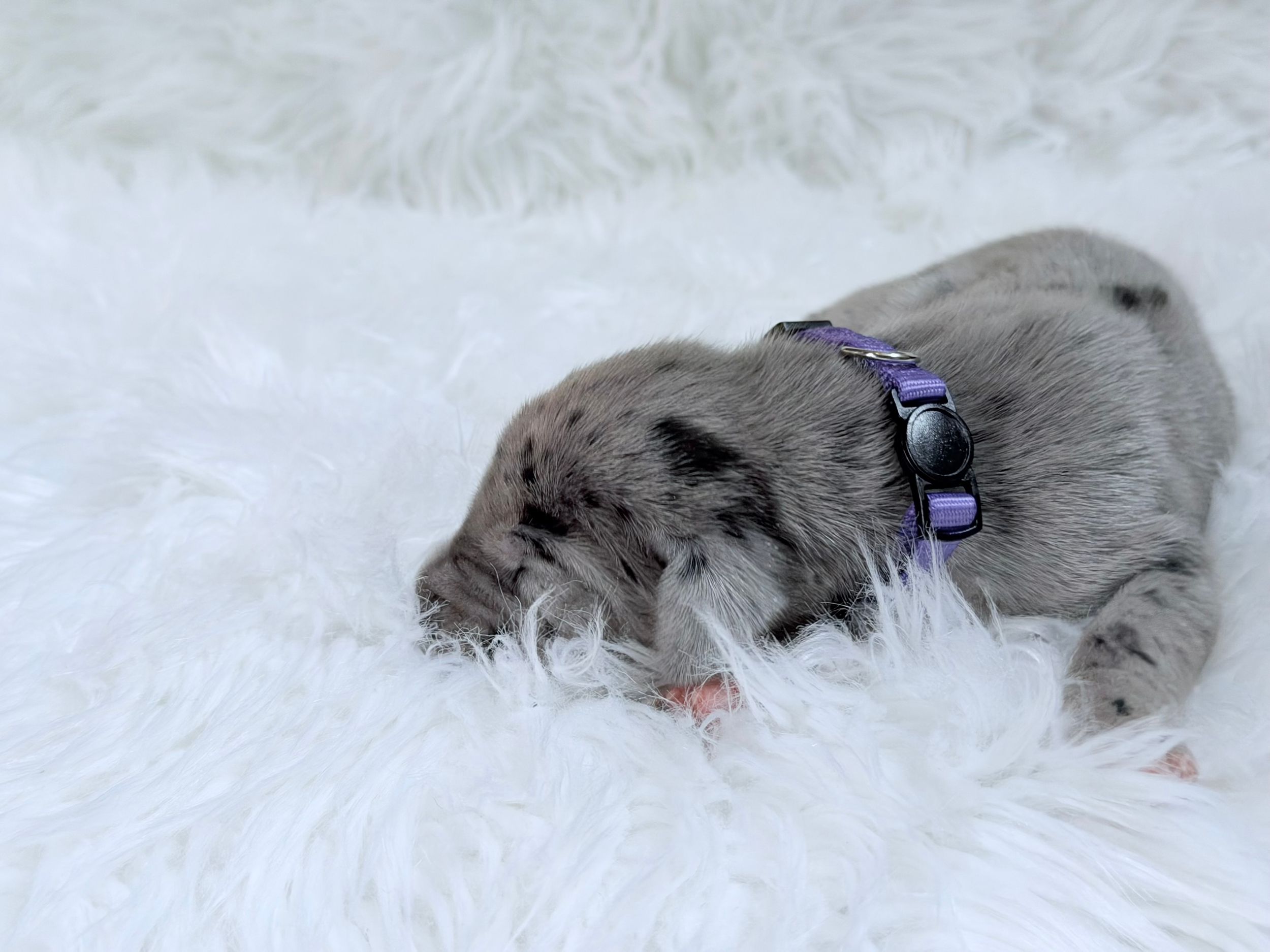 A tiny gray merle puppy wearing a purple collar sleeping peacefully on a fluffy white fur rug.