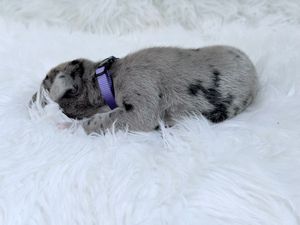 Tiny newborn puppy with gray merle coat and black spots wearing a purple collar, sleeping on white fluffy blanket.