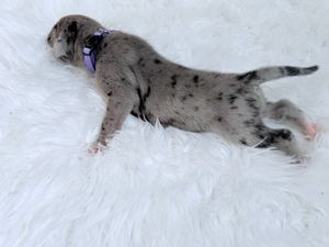 Newborn merle puppy with purple collar lying stretched out on a fluffy white rug.