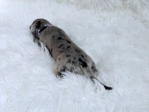 A merle-patterned dog lies stretched out on a fluffy white fur rug, wearing a purple collar.