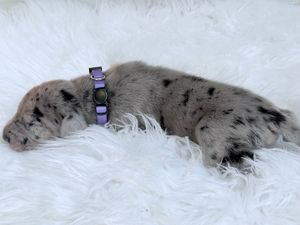 A tiny merle puppy with a purple collar sleeping peacefully on a fluffy white fur blanket.