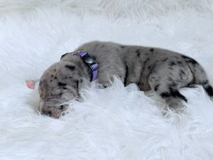 A tiny merle puppy with a purple collar sleeps peacefully on a fluffy white fur blanket.