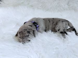 Tiny merle puppy with purple collar sleeping peacefully on a fluffy white fur blanket.