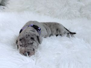 A tiny newborn Shar-Pei puppy with gray merle markings sleeps peacefully on a fluffy white blanket wearing a purple collar.