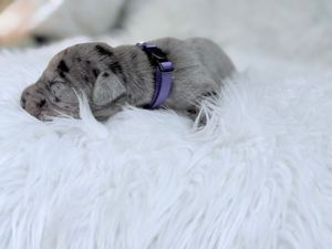 Tiny merle puppy with purple collar sleeping peacefully on fluffy white fur blanket.