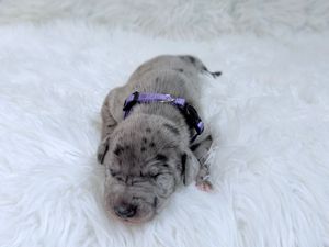 A tiny newborn Great Dane puppy with gray merle markings sleeps on a white fluffy blanket wearing a purple collar.