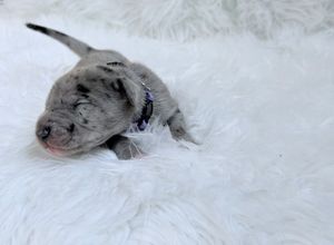 Close-up of a sleeping merle newborn puppy with a blue collar on white fur.