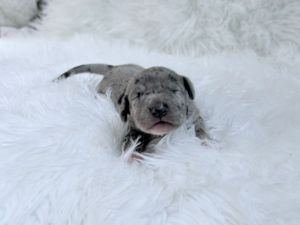 Newborn merle puppy with gray and black markings resting on a fluffy white fur blanket.