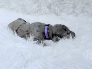 Tiny newborn puppy with gray spotted fur sleeping on white fluffy blanket wearing a purple collar.