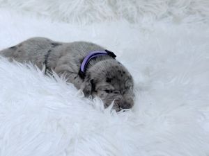 Tiny gray merle puppy wearing purple collar resting on white fluffy blanket.