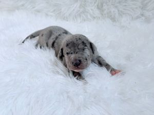Newborn merle puppy resting peacefully on a soft white fluffy blanket.