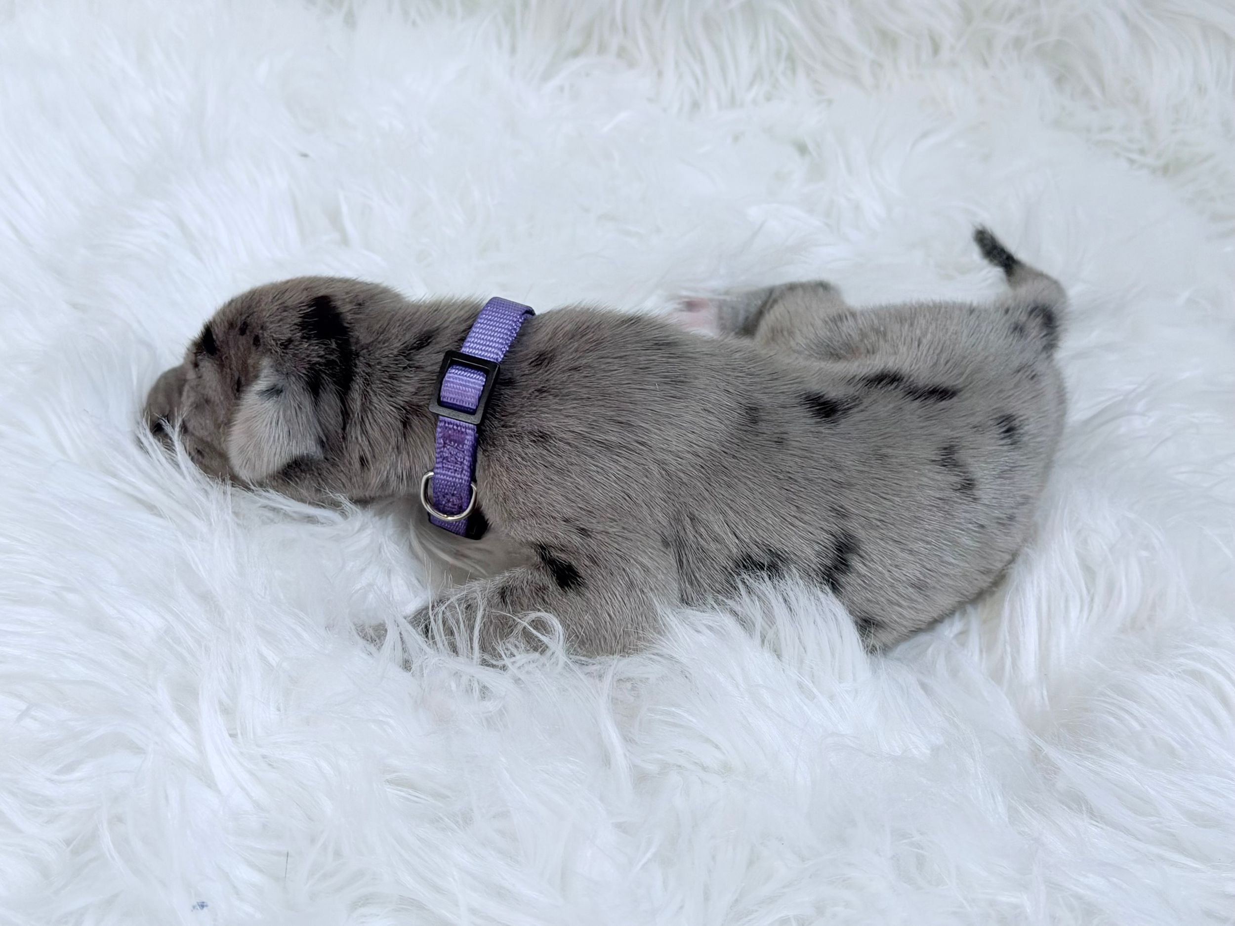 Tiny merle puppy wearing a purple collar sleeping on a fluffy white rug.