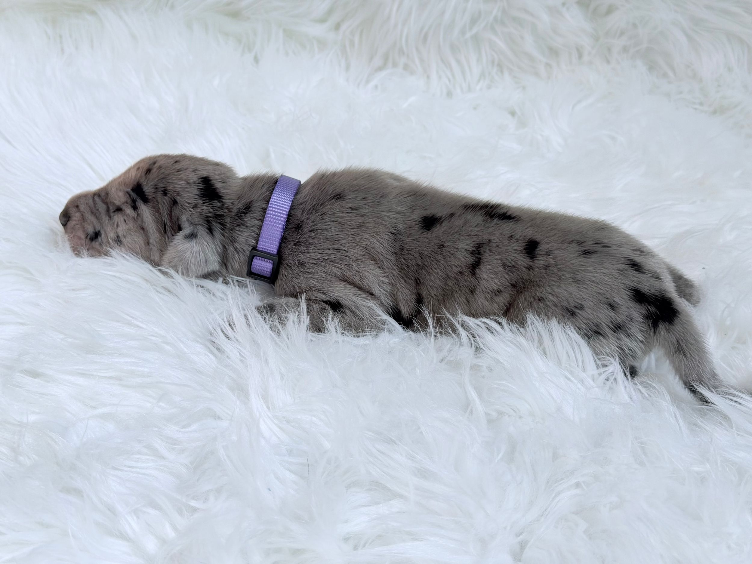 Newborn merle puppy with purple collar sleeping on white fluffy rug.