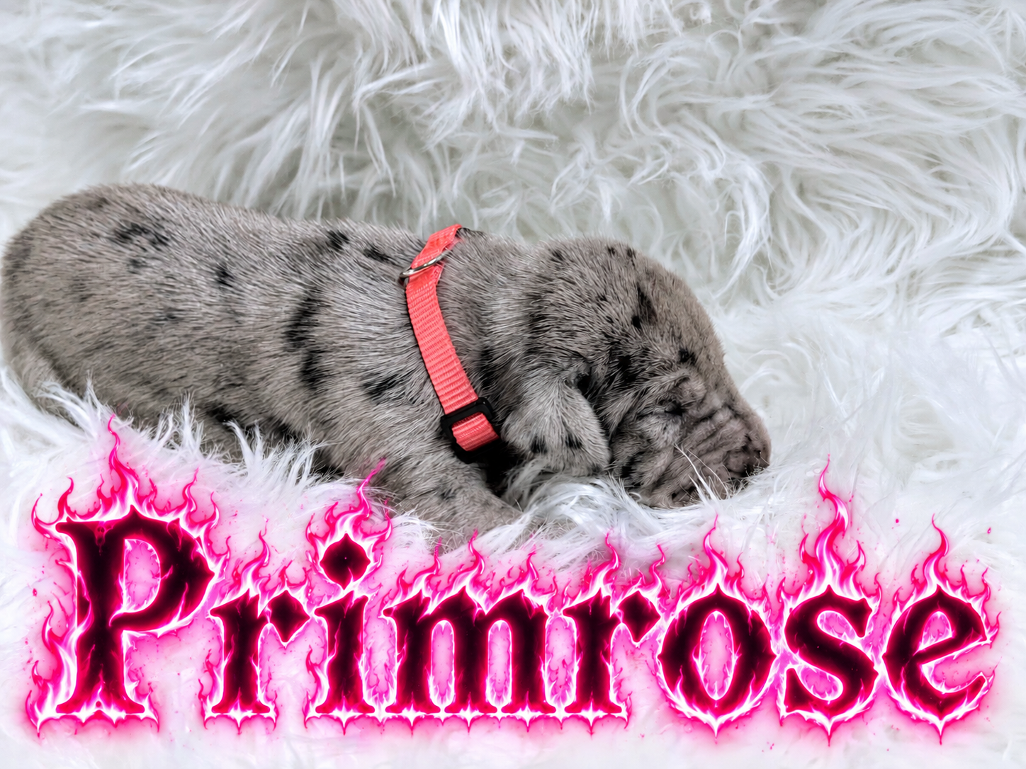 Newborn merle puppy with pink collar sleeping on white fluffy blanket with pink flaming Primrose text overlay.