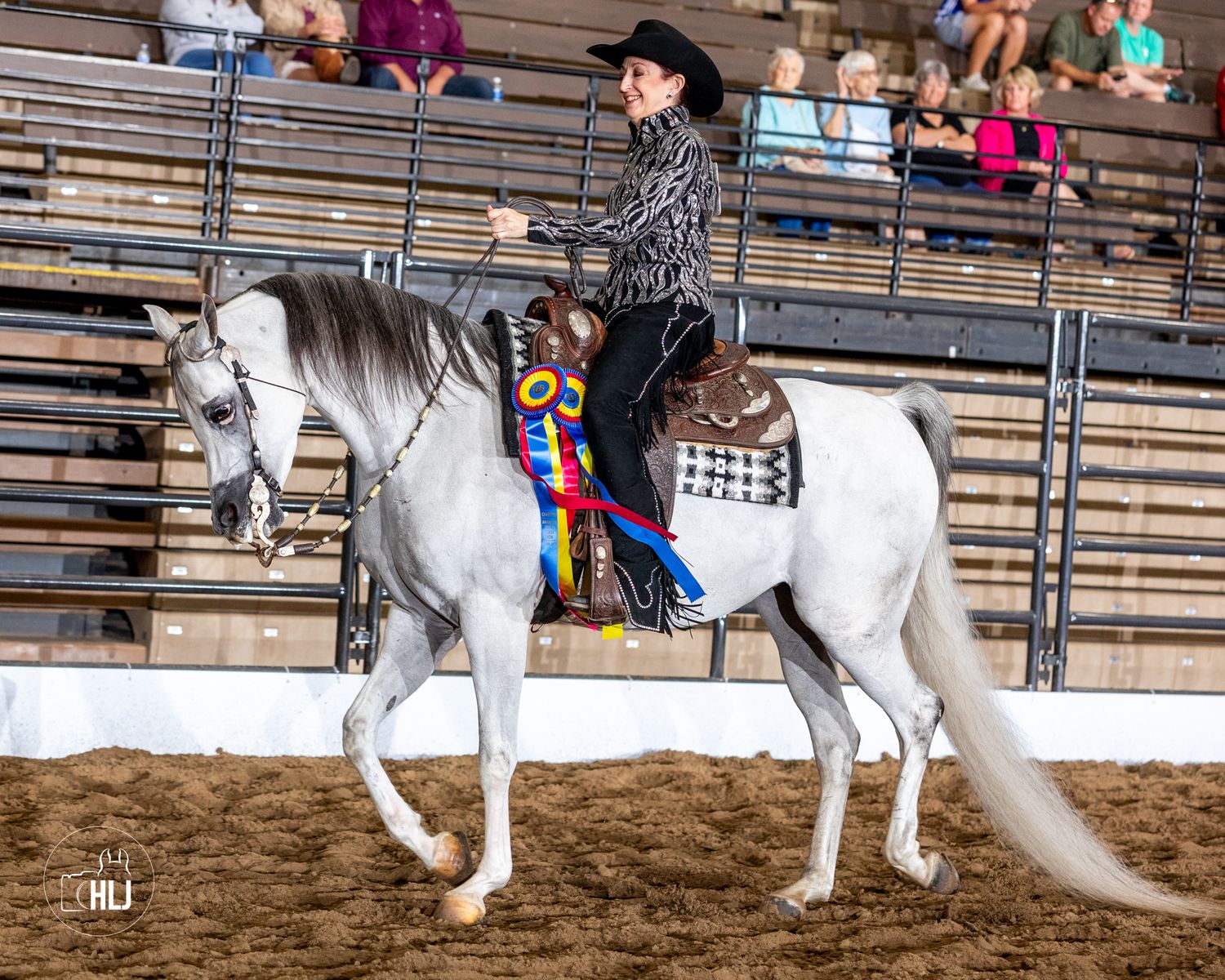 Beautiful dapple gray show horse performing in arena with decorated western tack.