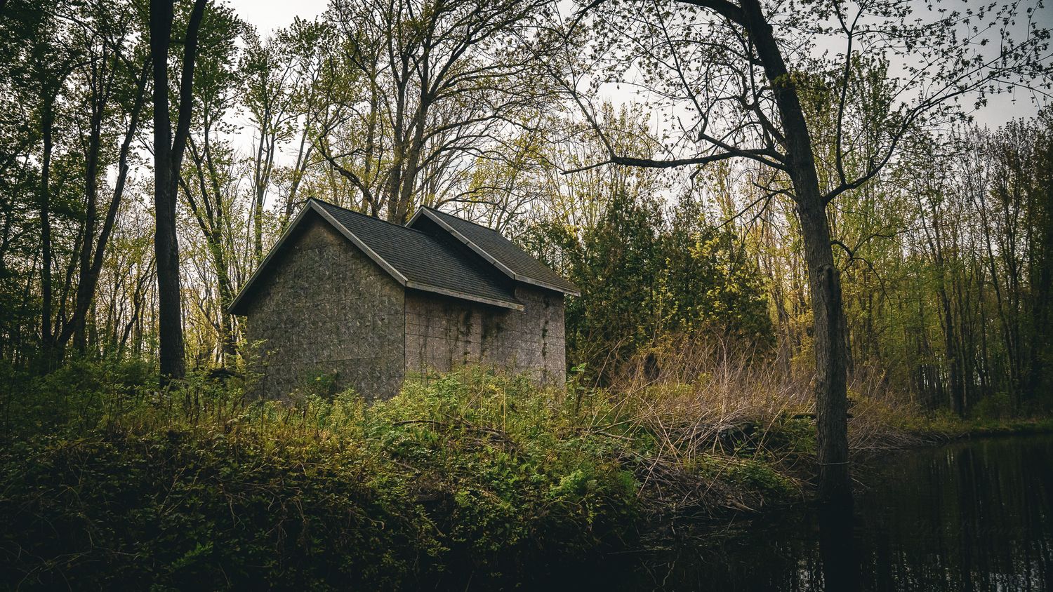 Abandoned stone cottage surrounded by dense forest trees and lush green shrubs near a tranquil pond.
