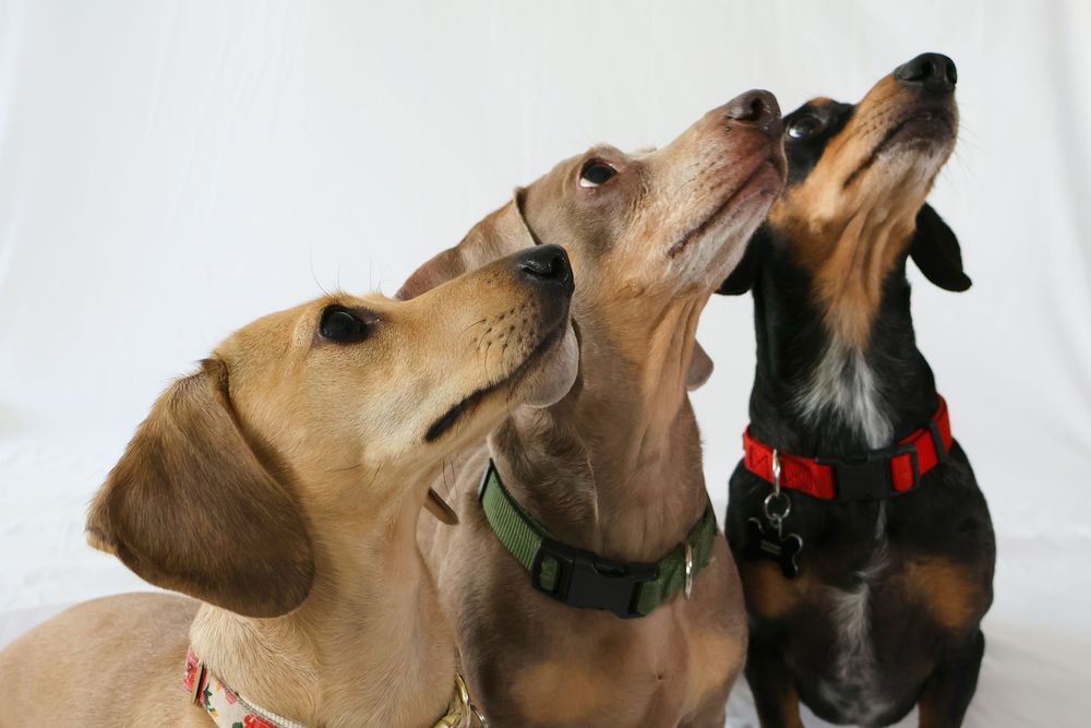3 dogs looking up at the sky.