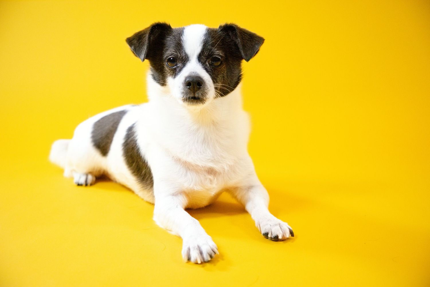 dog laying, looking forward with crossed back legs.
