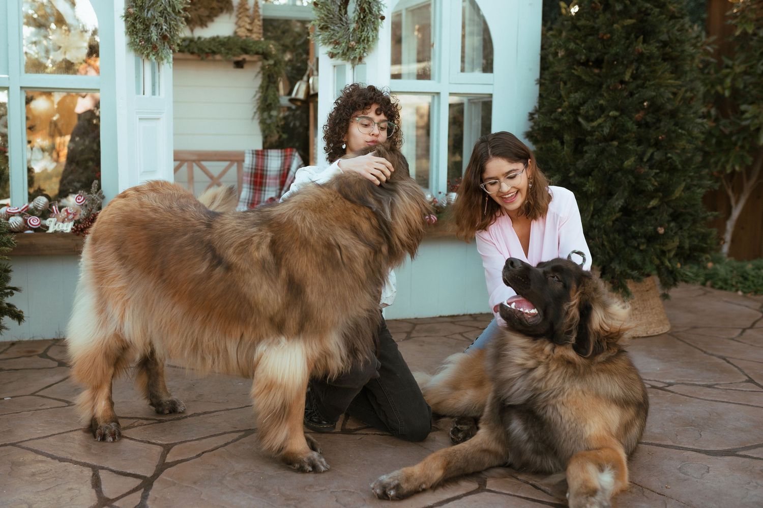 Two people sitting outdoors petting two large fluffy Leonberger dogs near a decorated house.