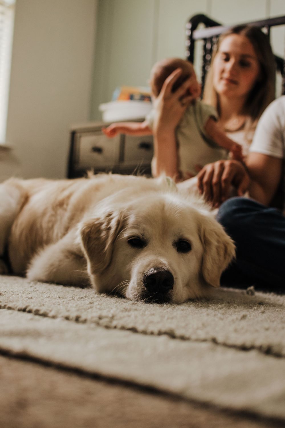 Golden retriever puppy lying on carpet while young woman sits cross-legged in background indoors.