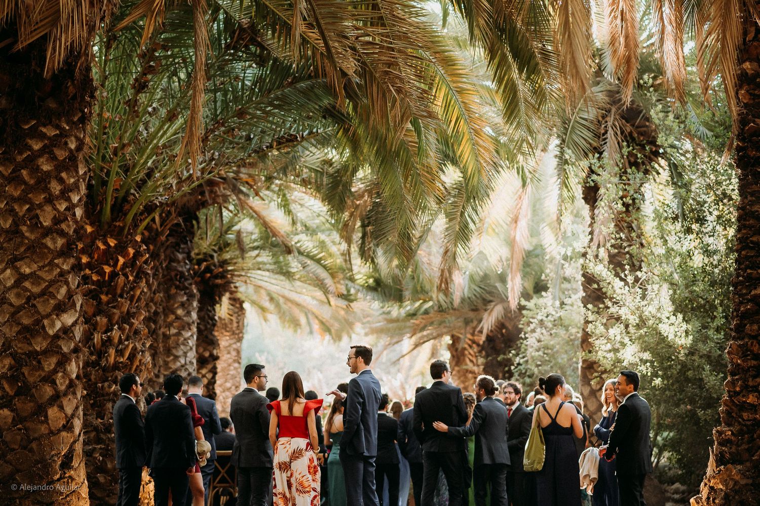 Wedding guests mingling under tall palm trees at outdoor reception.