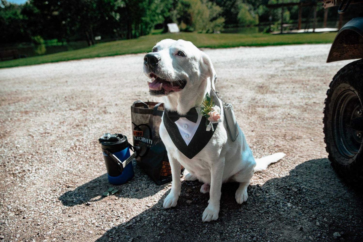 White Labrador dog wearing a tuxedo bow tie and floral boutonniere sits on gravel at an outdoor wedding.