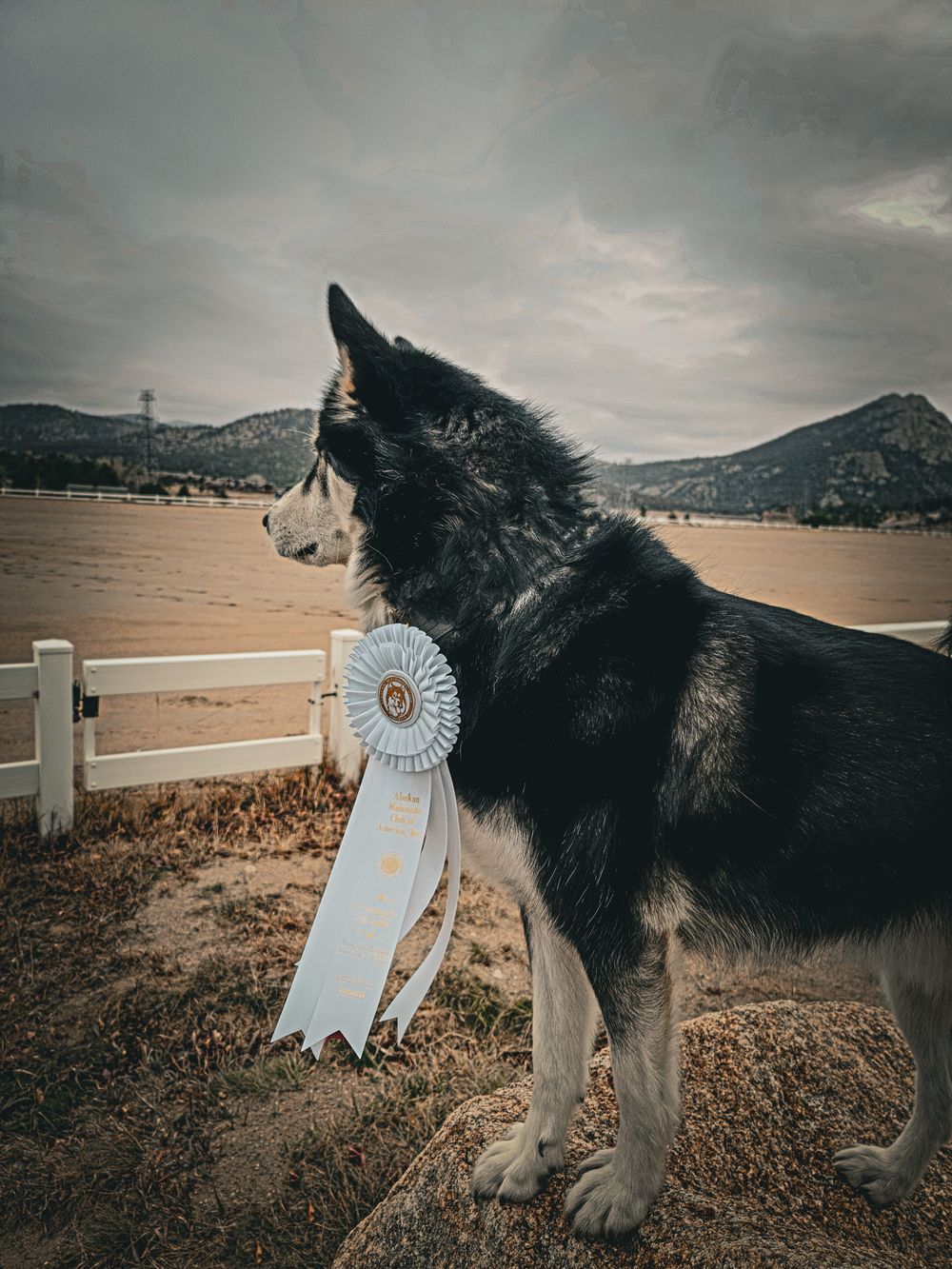 Black and white Alaskan Malamute dog wearing a white rosette ribbon in a rural mountain setting.