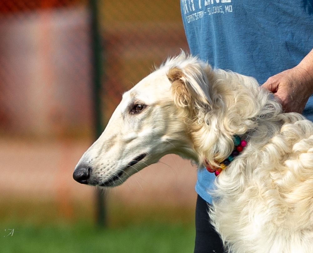 A elegant white Borzoi dog with long silky fur wearing a colorful collar stands beside its handler outdoors.