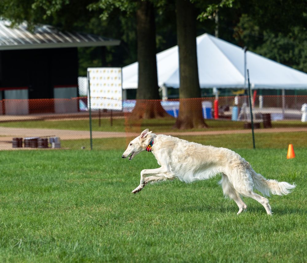 A white Borzoi dog sprints gracefully across a green grass field during an outdoor retrieving event.