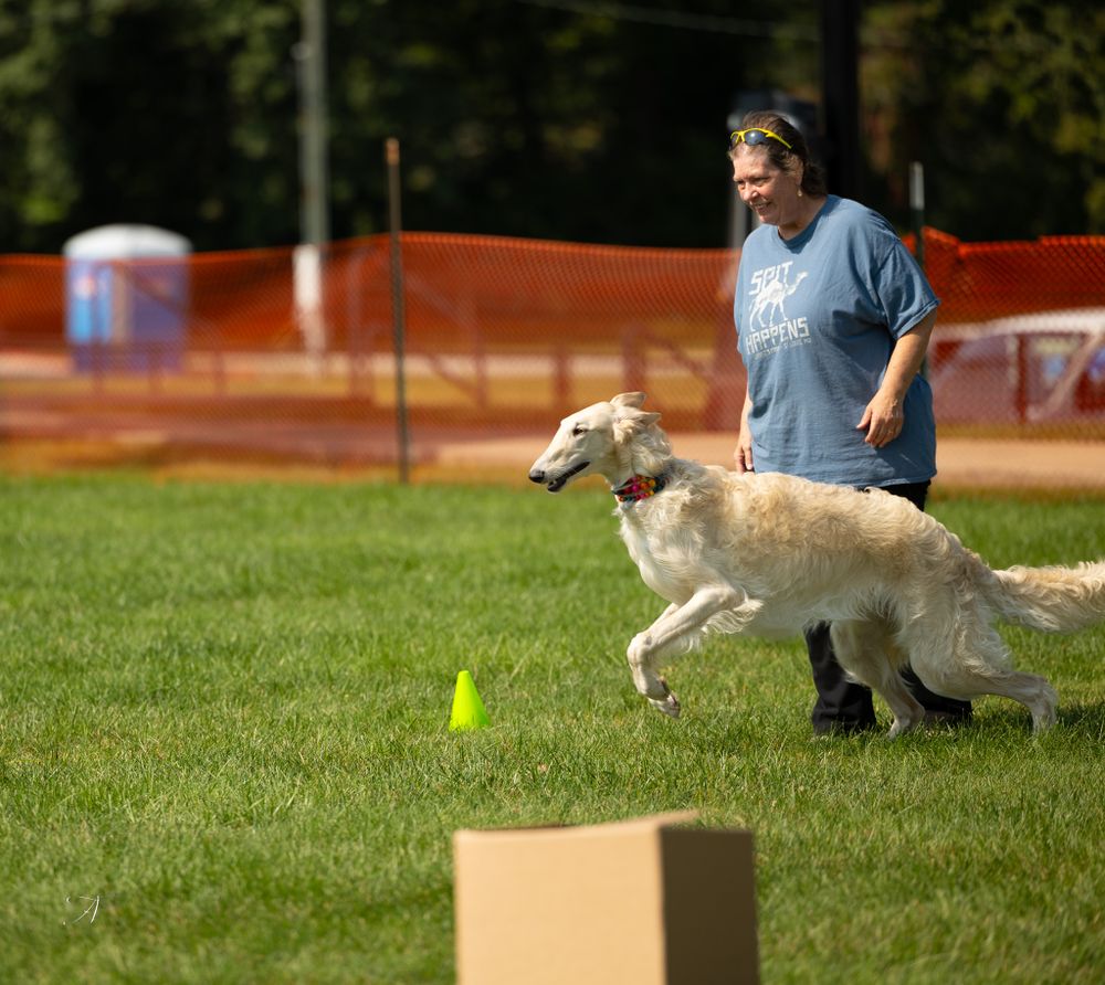 A white Borzoi dog leaps over a cone while a handler in blue shirt watches during an outdoor retrieving event.