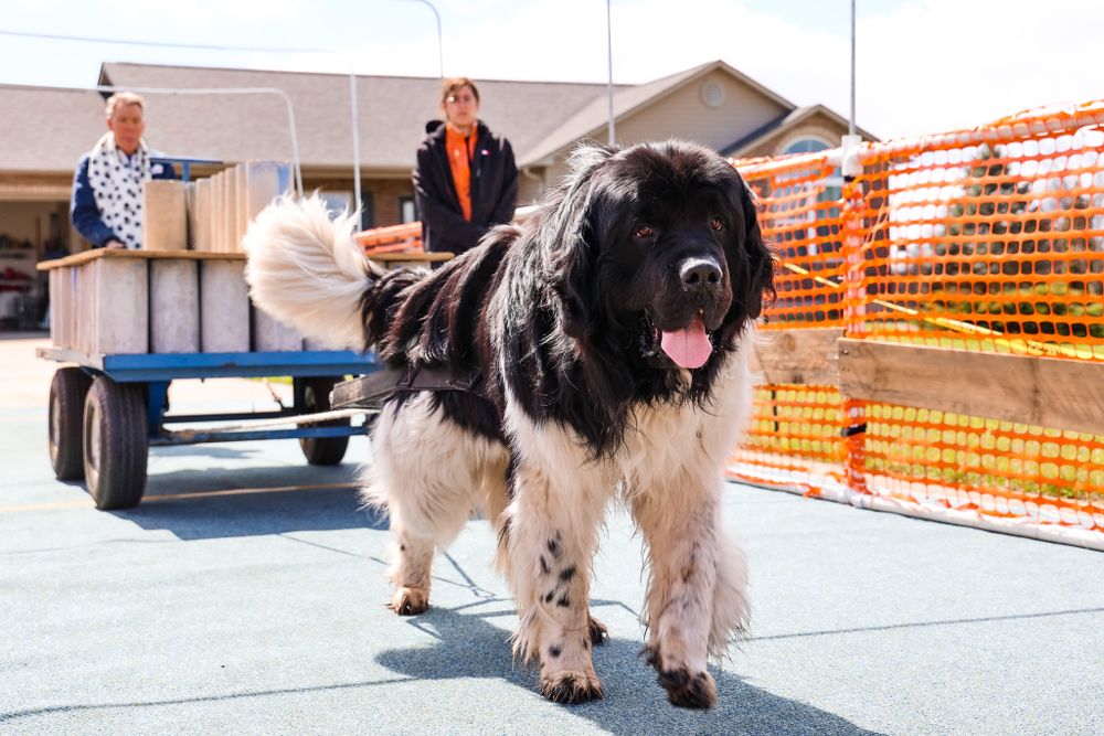 A large black and white Newfoundland dog pulling at an outdoor weight pull competition.