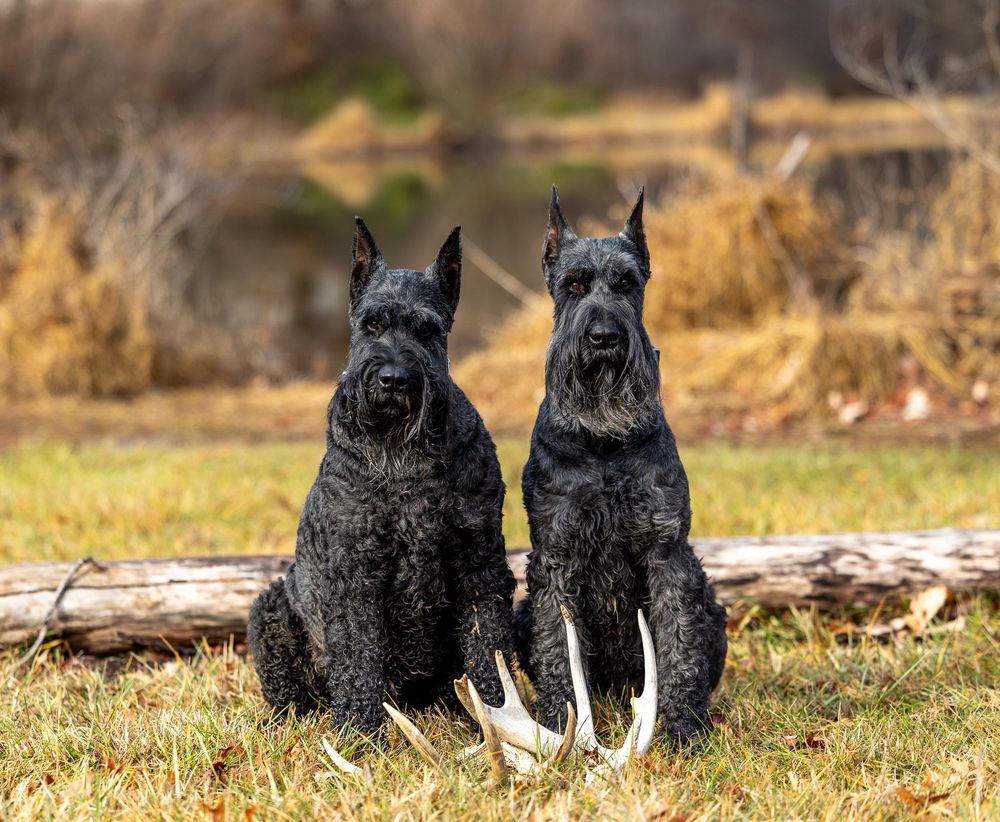 Two black Giant Schnauzers sitting side by side on grass near deer antlers in autumn setting.